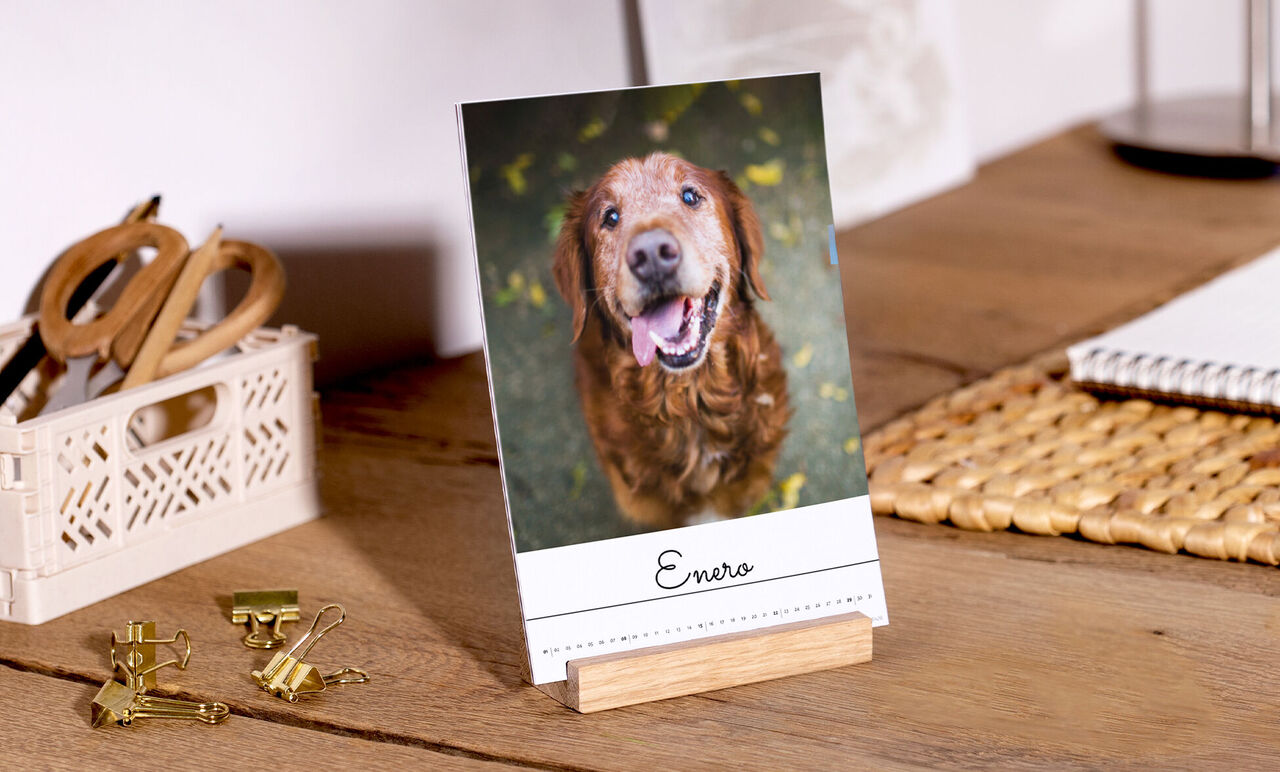 Un perro feliz con pelaje marrón sonríe en una mesa. El perro está en la naturaleza y se ve amigable. Nombre: Enna.